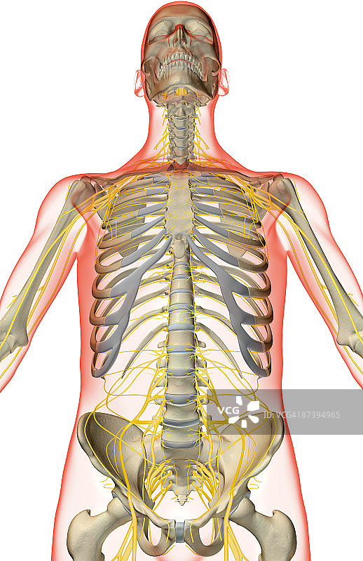 上半身神经分布图片素材