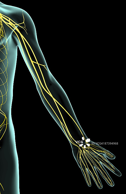 上肢神经图片素材