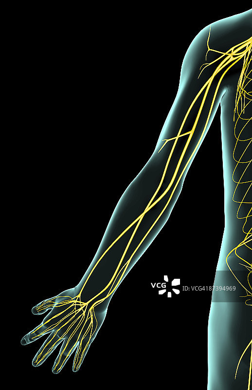 上肢神经图片素材