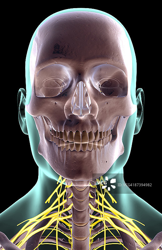 颈部神经图片素材