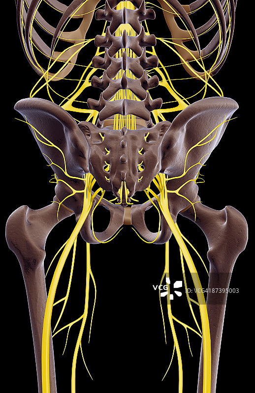 盆骨神经图片素材