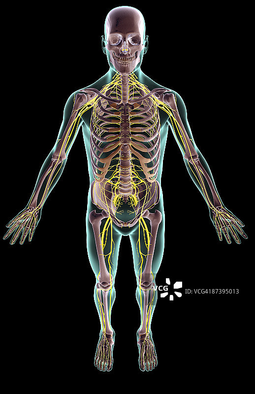 神经系统图片素材