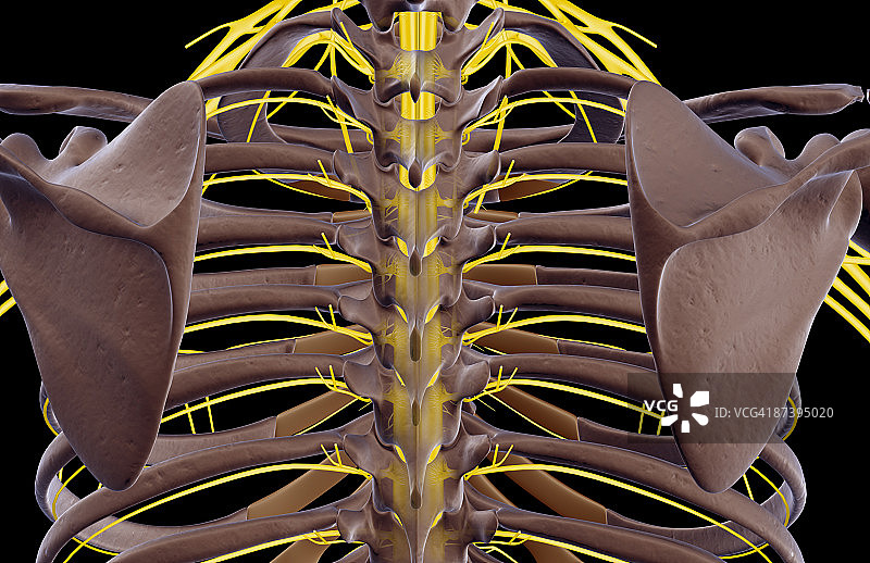 肩部神经图片素材
