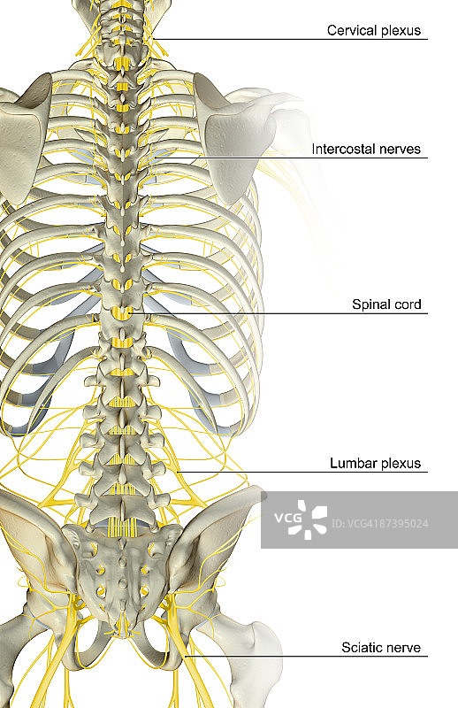 躯干的神经分布图片素材