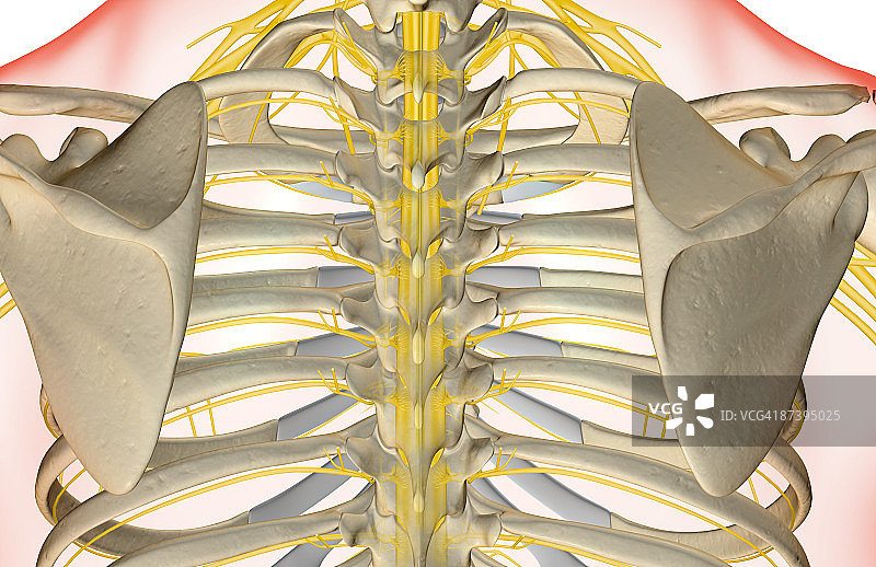 肩部神经图片素材