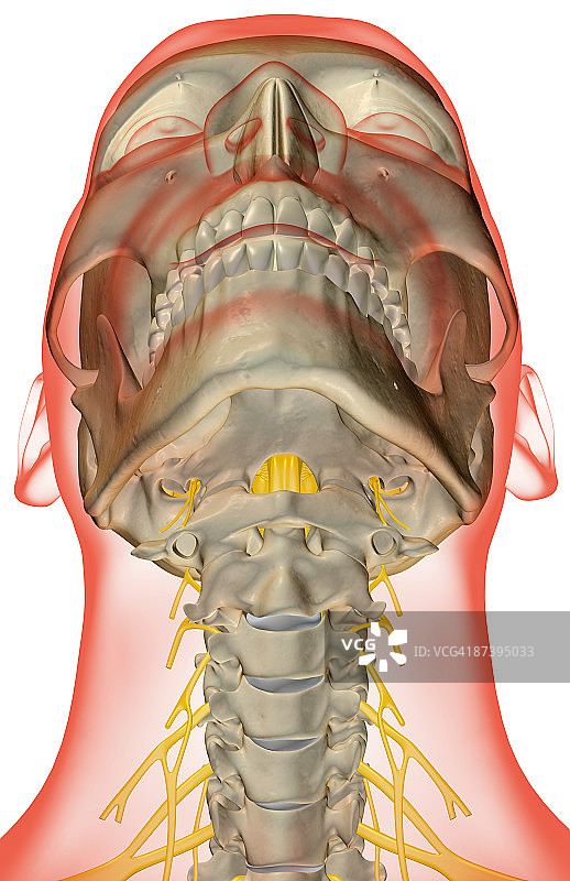 颈部神经图片素材