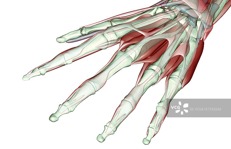 手部肌肉骨骼图片素材