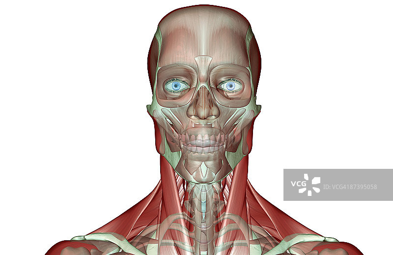 头部和颈部的肌肉骨骼图片素材