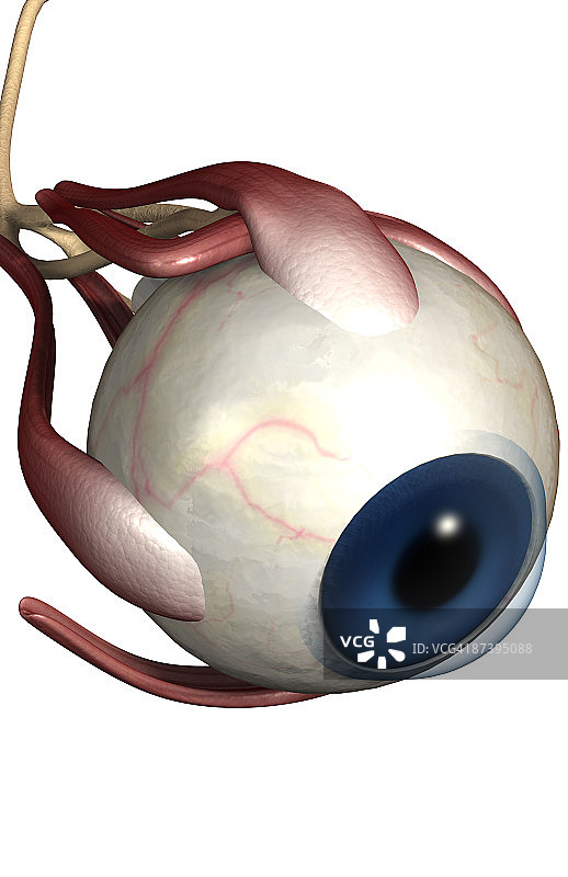 眼睛肌肉图片素材