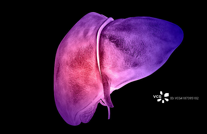 肝脏图片素材