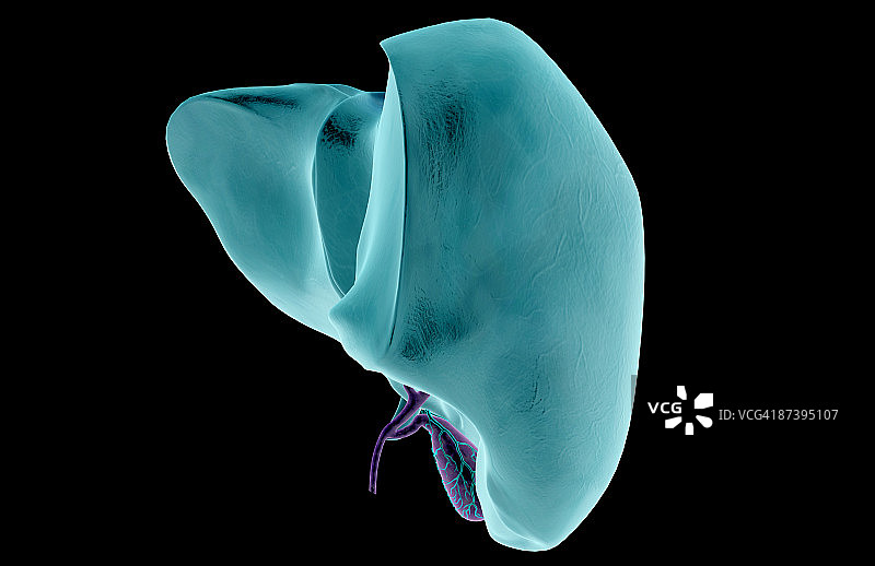 肝脏和胆囊图片素材