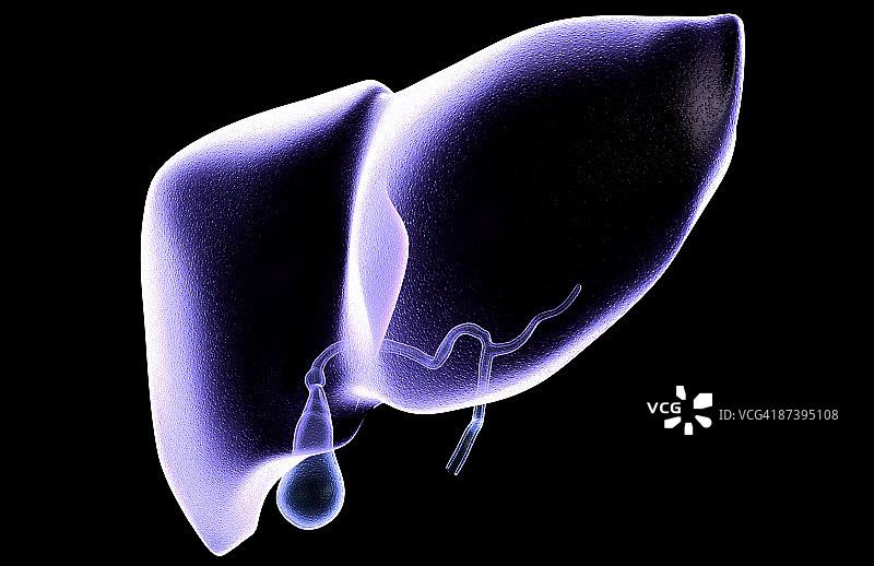 肝脏和胆囊图片素材