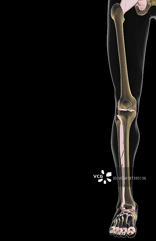 下肢韧带图片素材