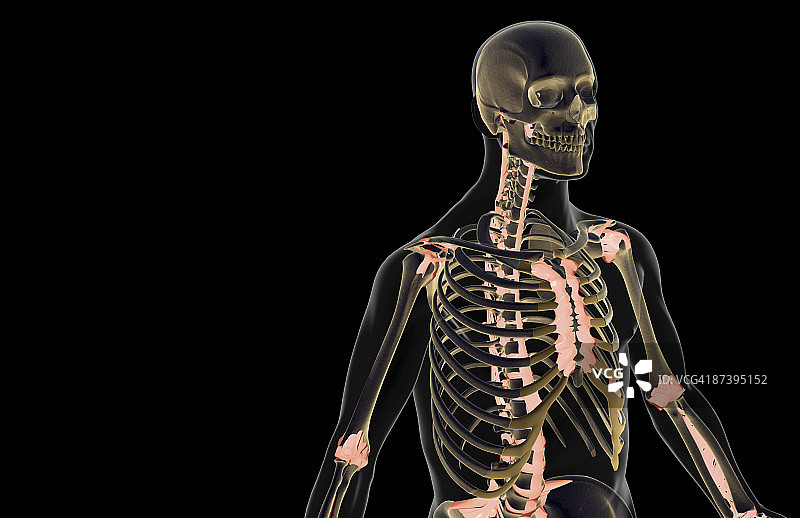 上半身韧带图片素材