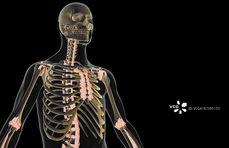 上半身韧带图片素材