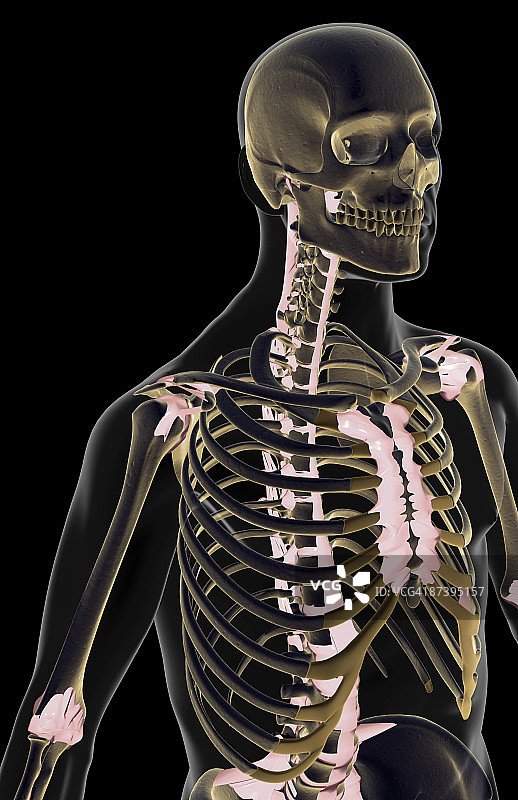 上半身韧带图片素材