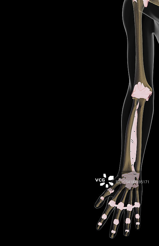 上肢的韧带图片素材