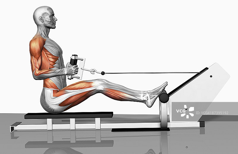 绳索划船练习（1/2）图片素材