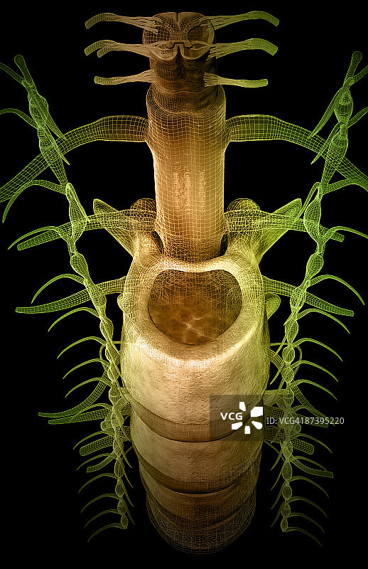 脊髓图片素材