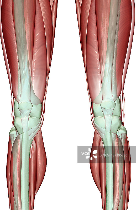 膝盖的肌肉骨骼图片素材