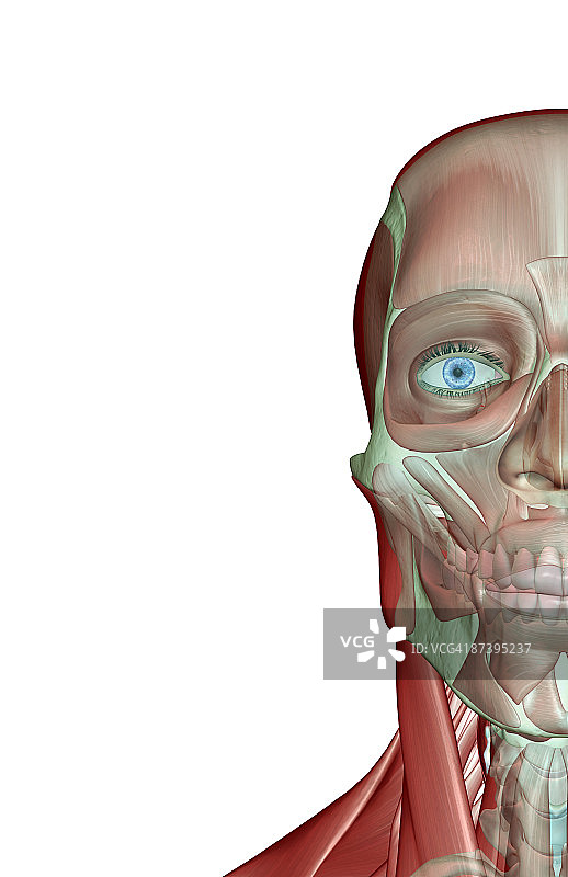 面部肌肉骨骼图片素材