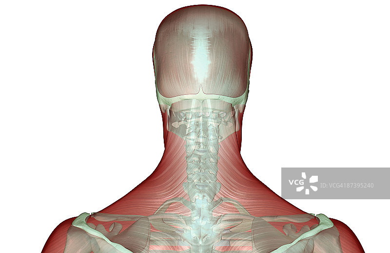 头部和颈部的肌肉骨骼图片素材