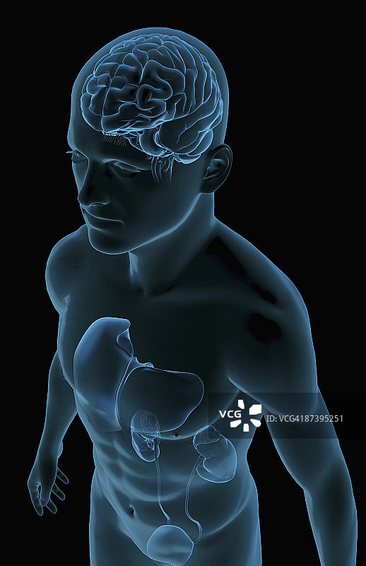 大脑、肝脏和泌尿系统图片素材