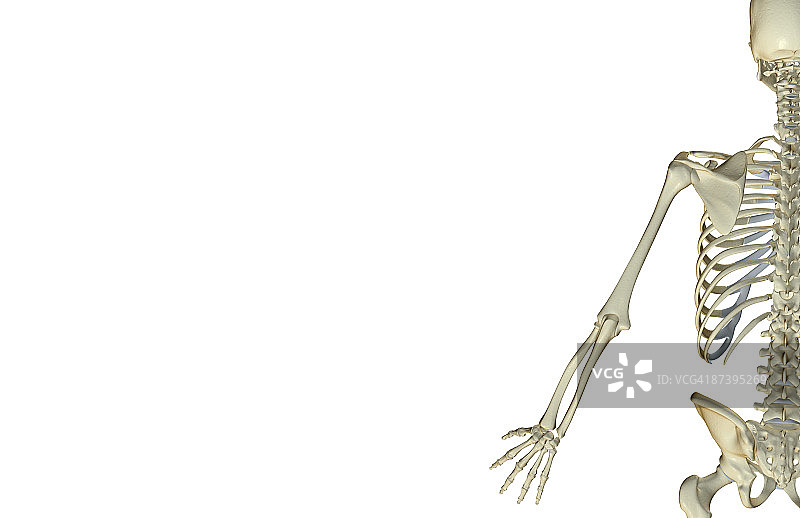 上肢骨骼图片素材