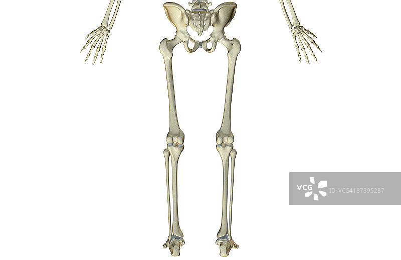 下半身的骨骼图片素材