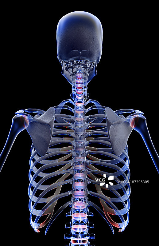 上半身的骨头图片素材