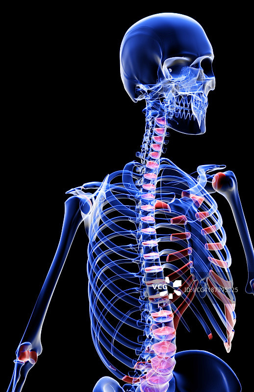 上半身的骨头图片素材