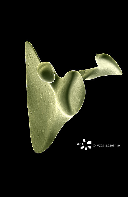 肩胛骨图片素材