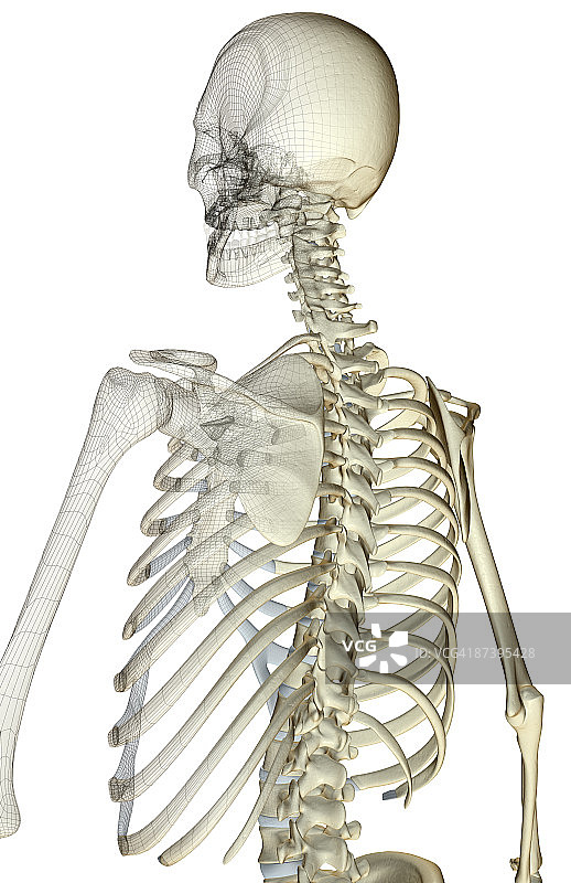 上半身的骨头图片素材