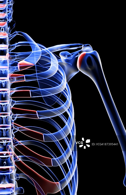 肩部骨骼图片素材