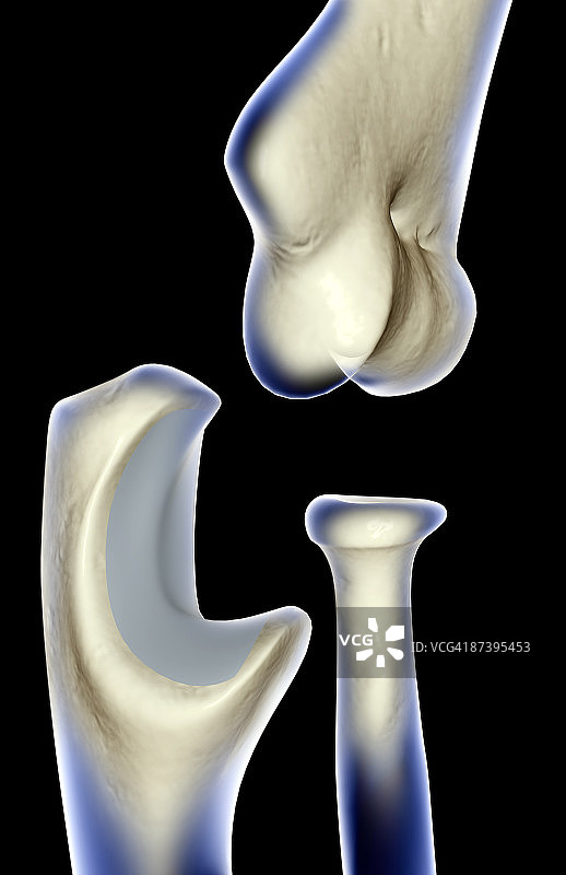 肘部骨骼图片素材