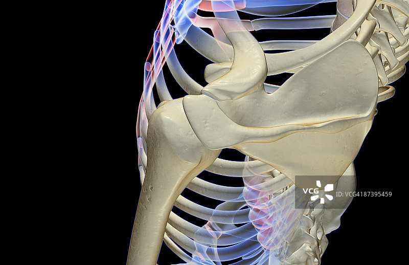 肩部骨骼图片素材