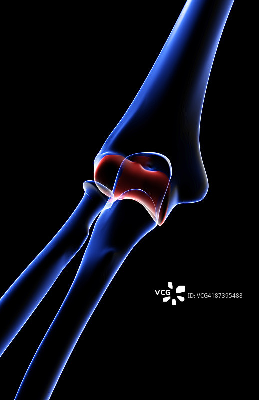 肘部骨骼图片素材