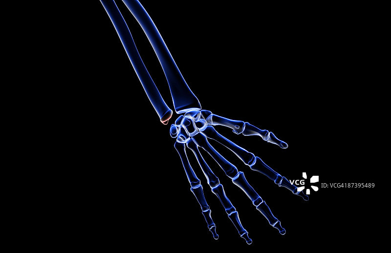 手的骨骼图片素材