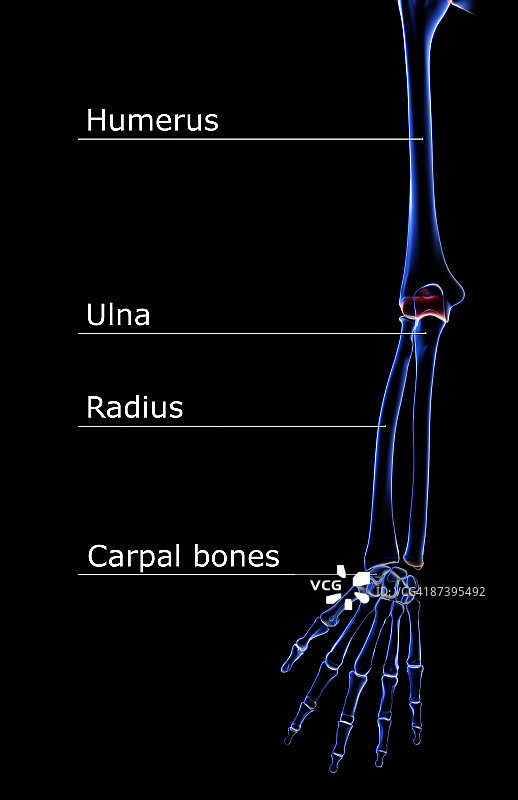 上肢骨骼图片素材