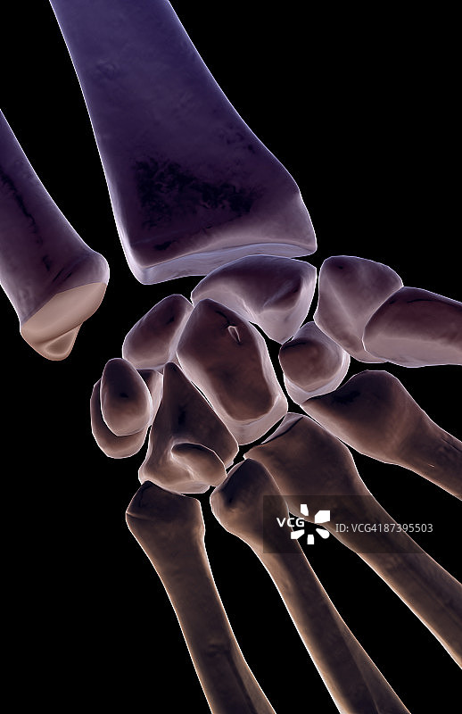 手腕骨骼图片素材