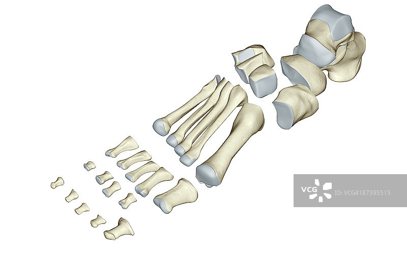 足部骨骼图片素材