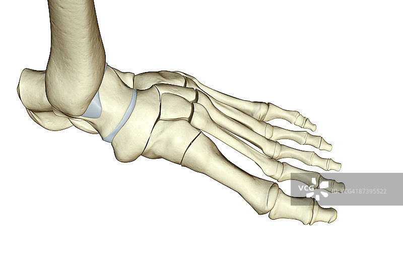 足部骨骼图片素材