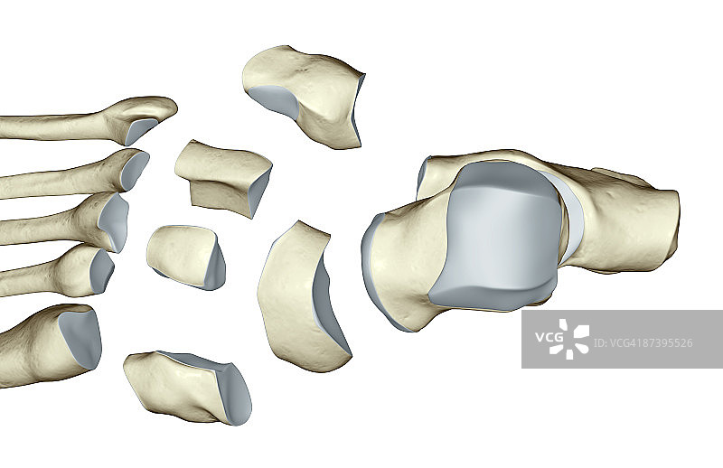 足部骨骼图片素材