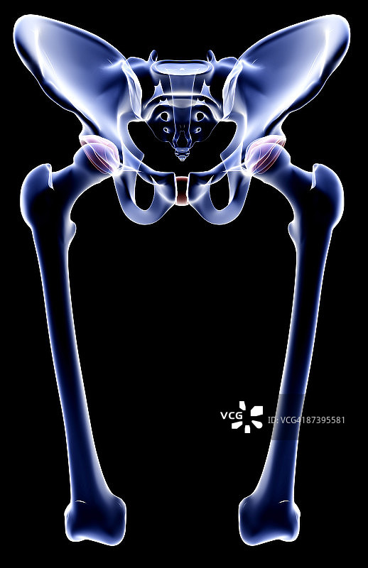 下肢的骨骼图片素材