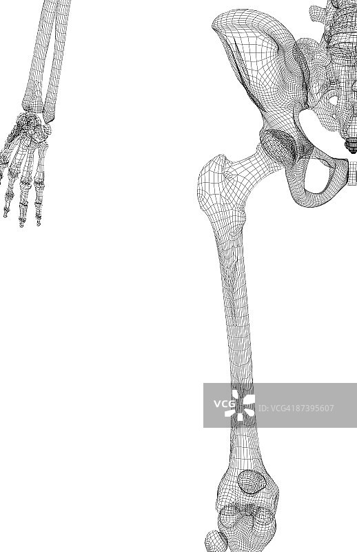 髋部和下肢的骨骼图片素材