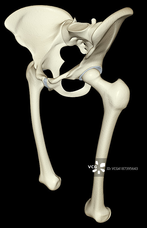 下肢的骨骼图片素材