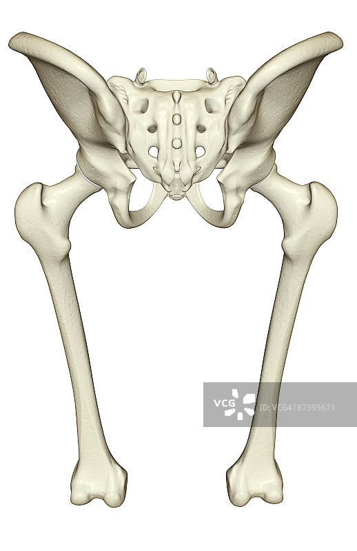 下肢的骨骼图片素材