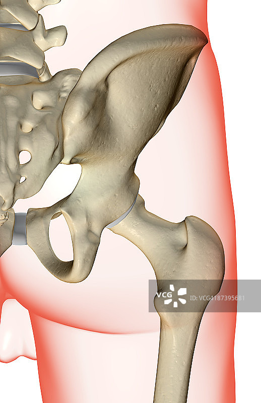 髋骨图片素材