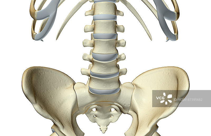 骨盆的骨骼图片素材