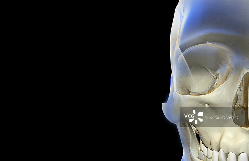 面部骨骼图片素材